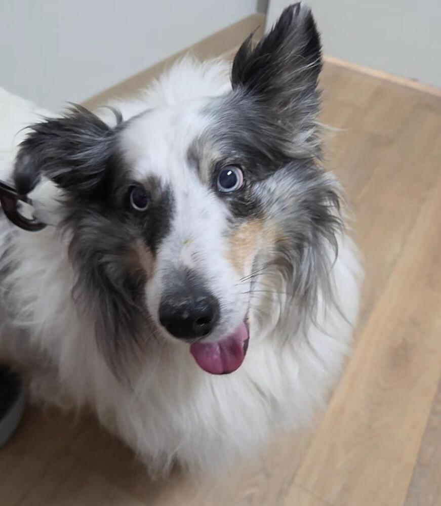 Enlarge Spirit, a Adoptable Shetland Sheepdog / Sheltie in Missouri City, TX image 2/4