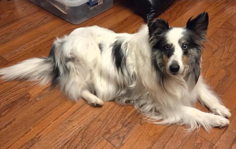 Enlarge Spirit, a Adoptable Shetland Sheepdog / Sheltie in Missouri City, TX image 3/4