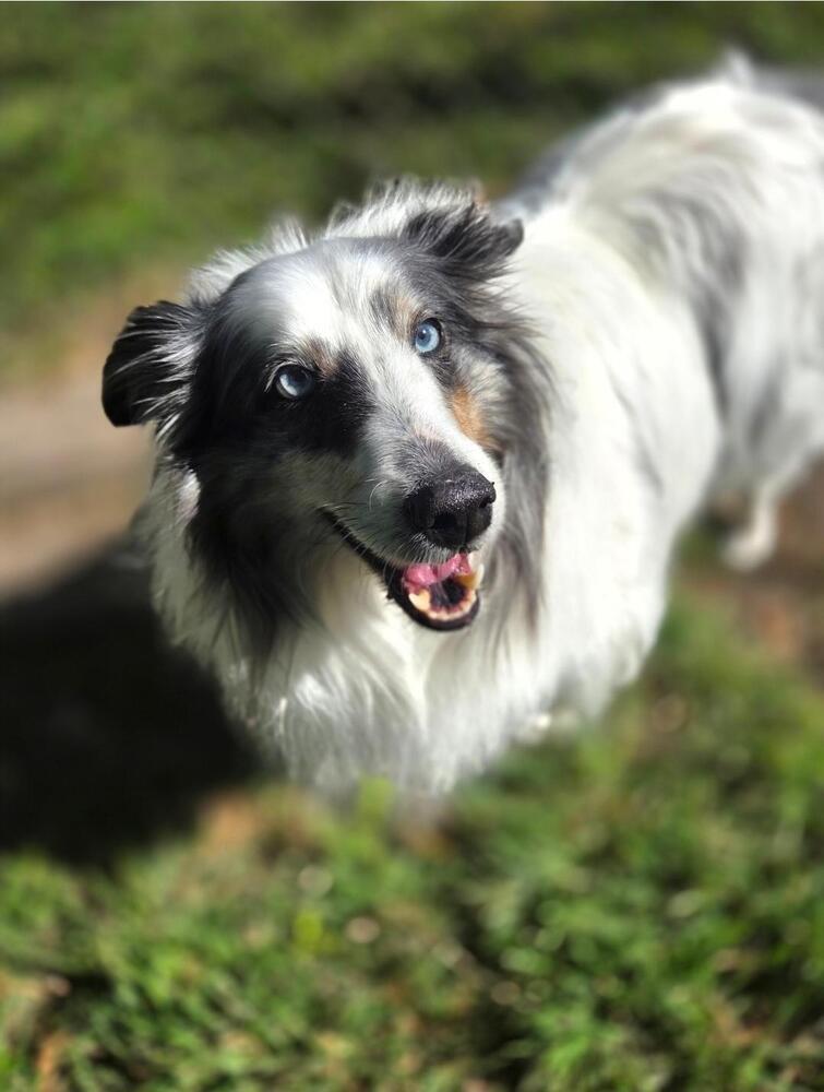 Enlarge Spirit, a Adoptable Shetland Sheepdog / Sheltie in Missouri City, TX image 4/4