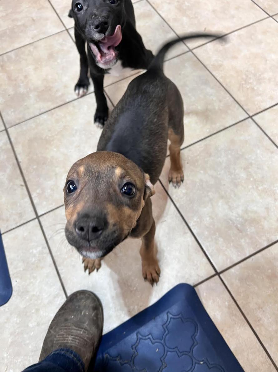 Tinsel Twinkle, a ADOPTABLE mixed breed image 1/5