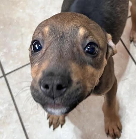 Tinsel Twinkle, a ADOPTABLE mixed breed image 2/5