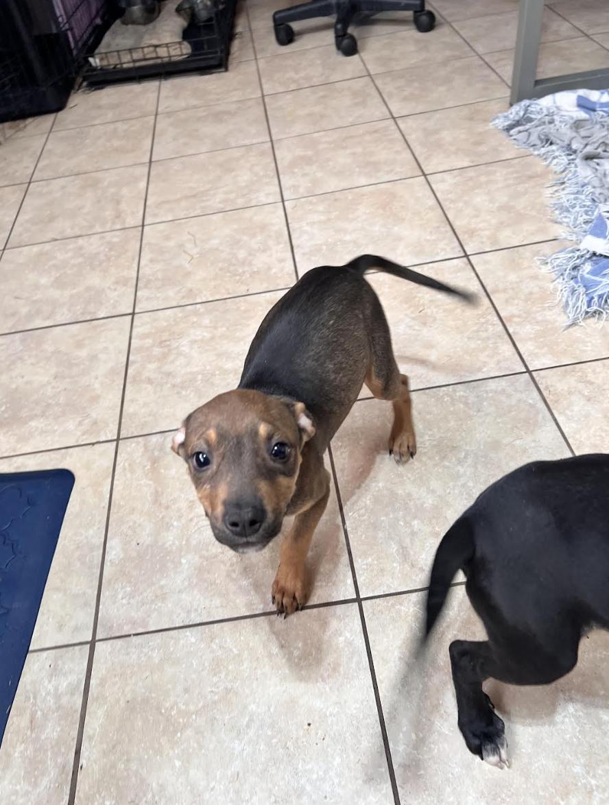 Tinsel Twinkle, a ADOPTABLE mixed breed image 3/5