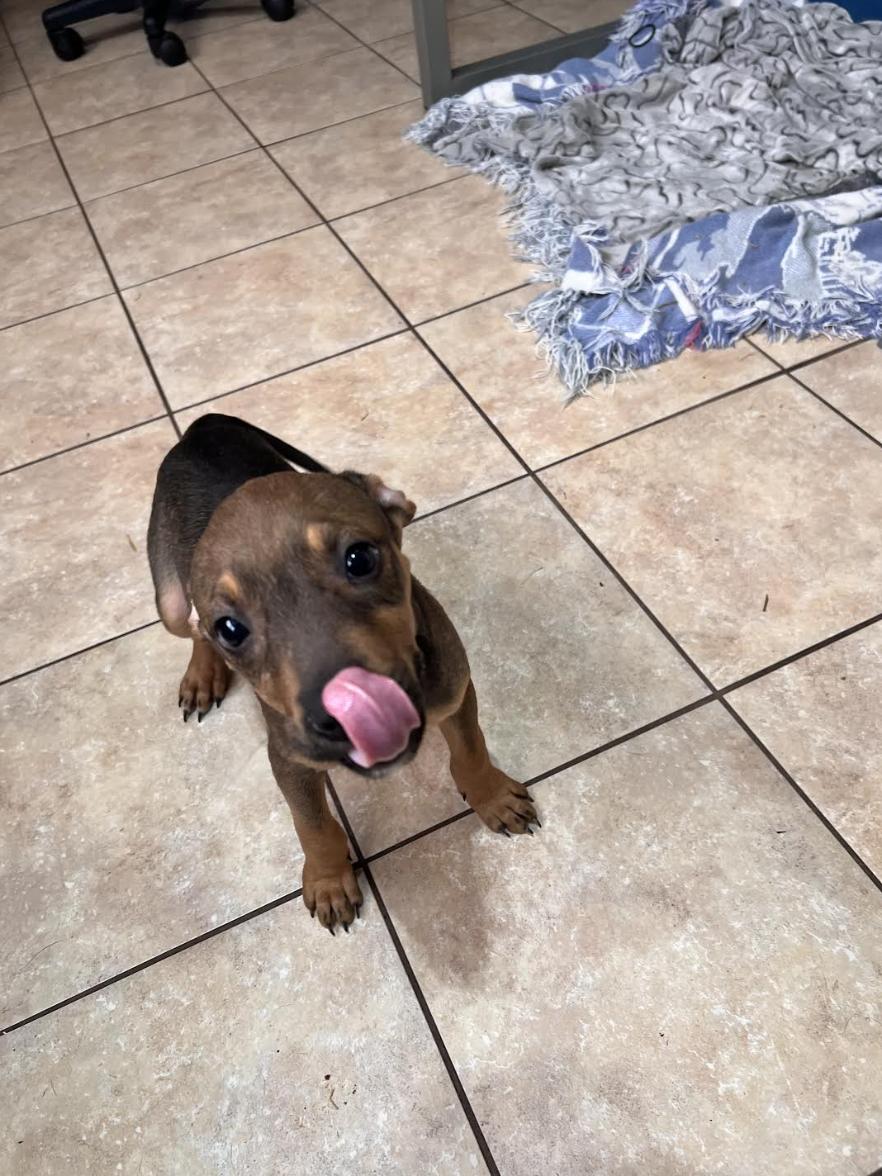 Tinsel Twinkle, a ADOPTABLE mixed breed image 4/5