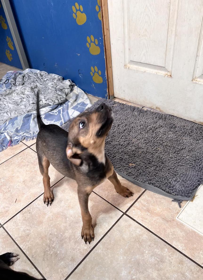 Tinsel Twinkle, a ADOPTABLE mixed breed image 5/5