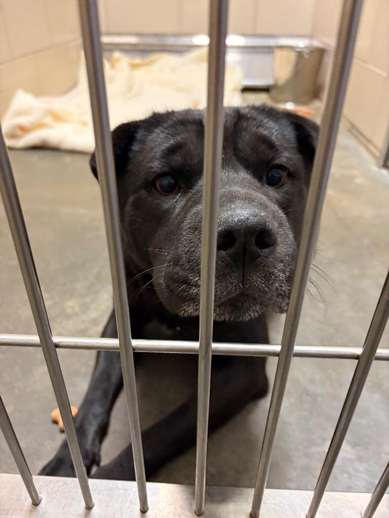 Enlarge CODEX, a Adoptable Chow Chow in Wintersville, OH image 2/6