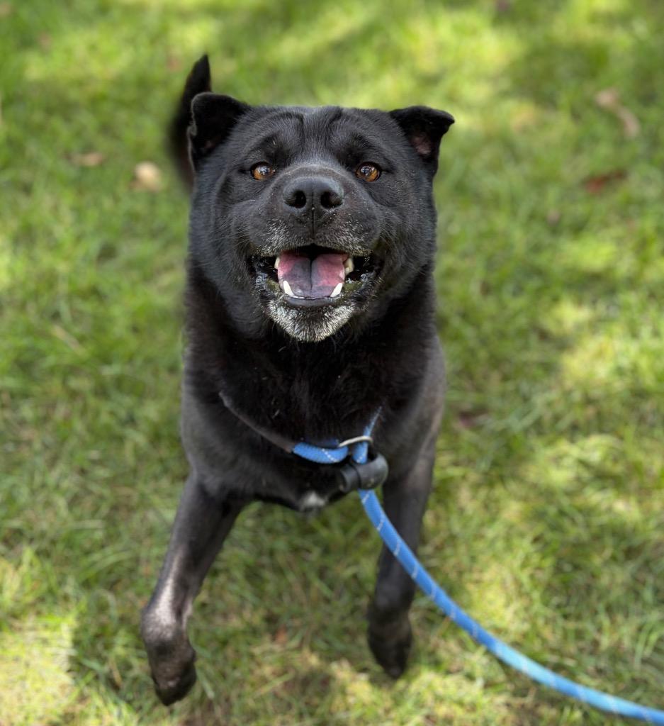 Enlarge CODEX, a Adoptable Chow Chow in Wintersville, OH image 3/6