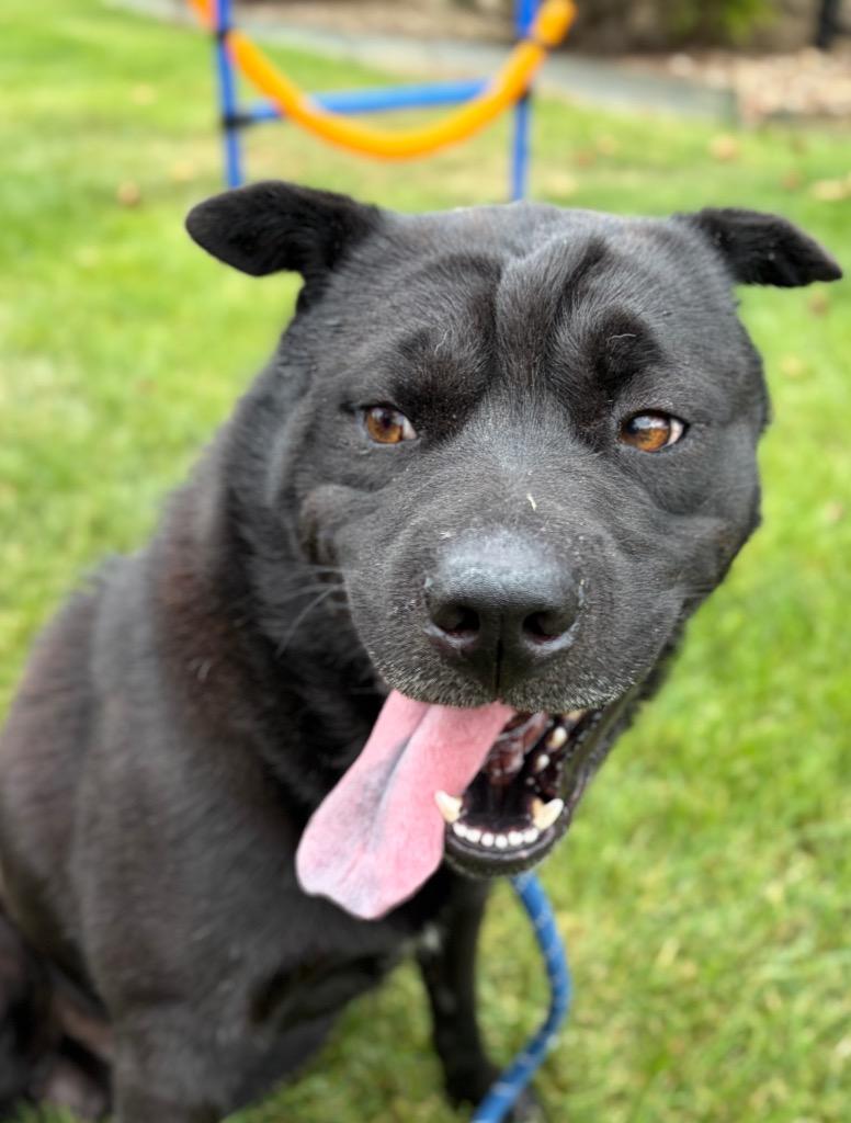 Enlarge CODEX, a Adoptable Chow Chow in Wintersville, OH image 4/6