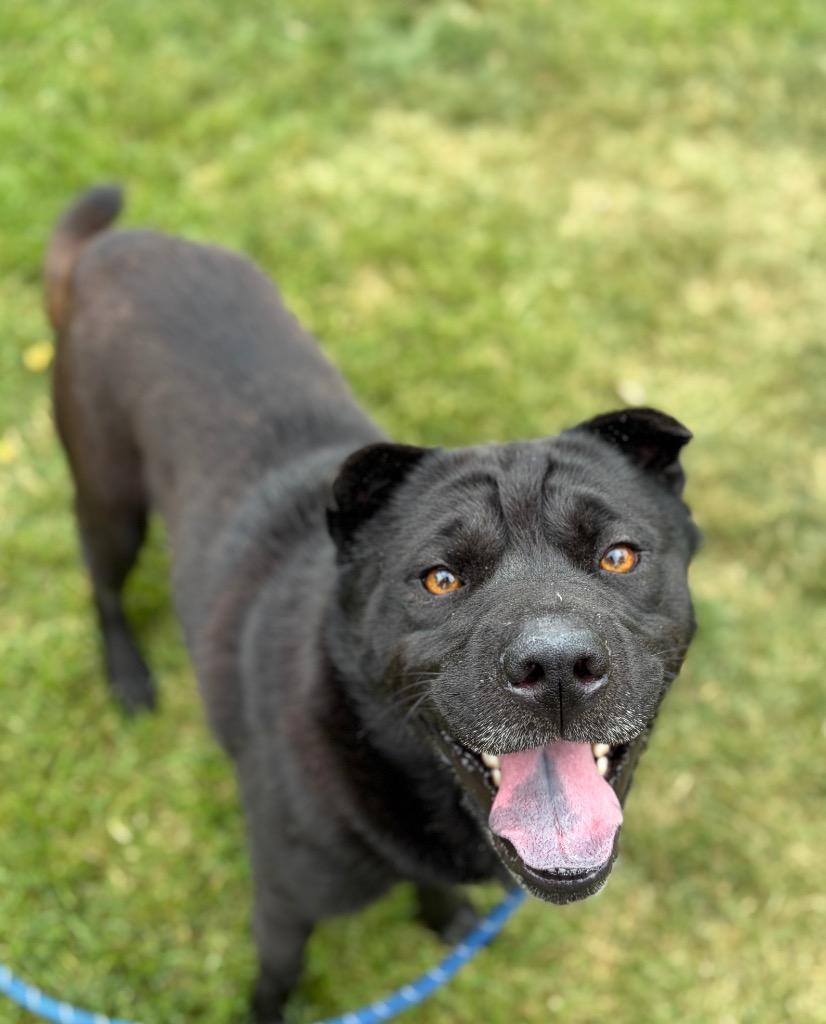 Enlarge CODEX, a Adoptable Chow Chow in Wintersville, OH image 5/6