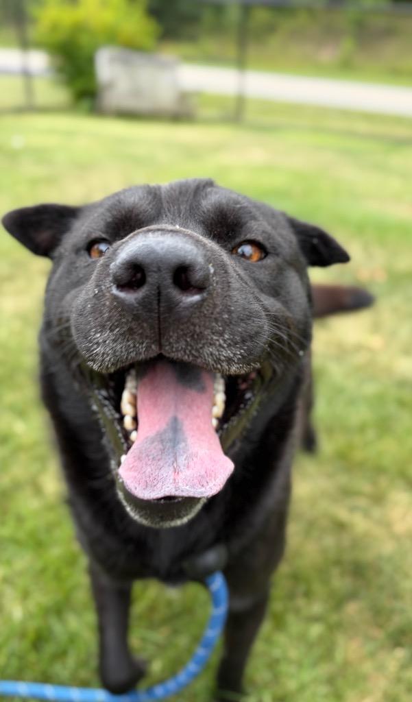 Enlarge CODEX, a Adoptable Chow Chow in Wintersville, OH image 6/6