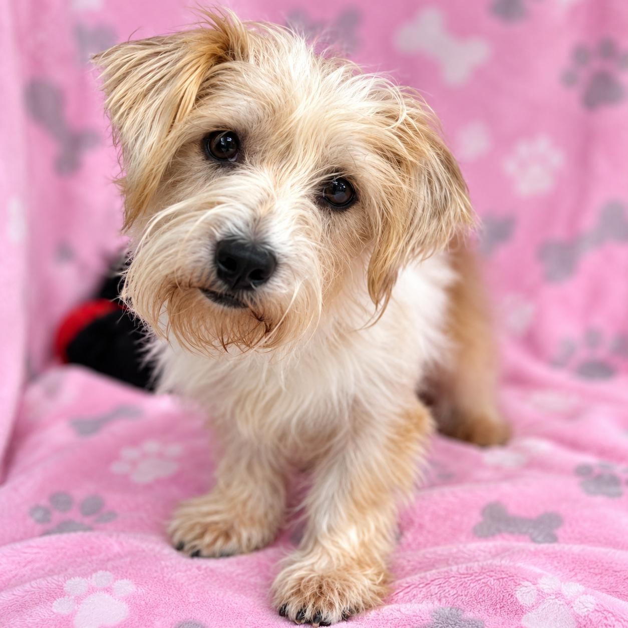 Enlarge Molly - Sweetest Little Girl, Big Cuddle Bug, Great Personality and Great with Dog and Kids, a Adoptable mixed breed in Harrisburg, PA image 2/6