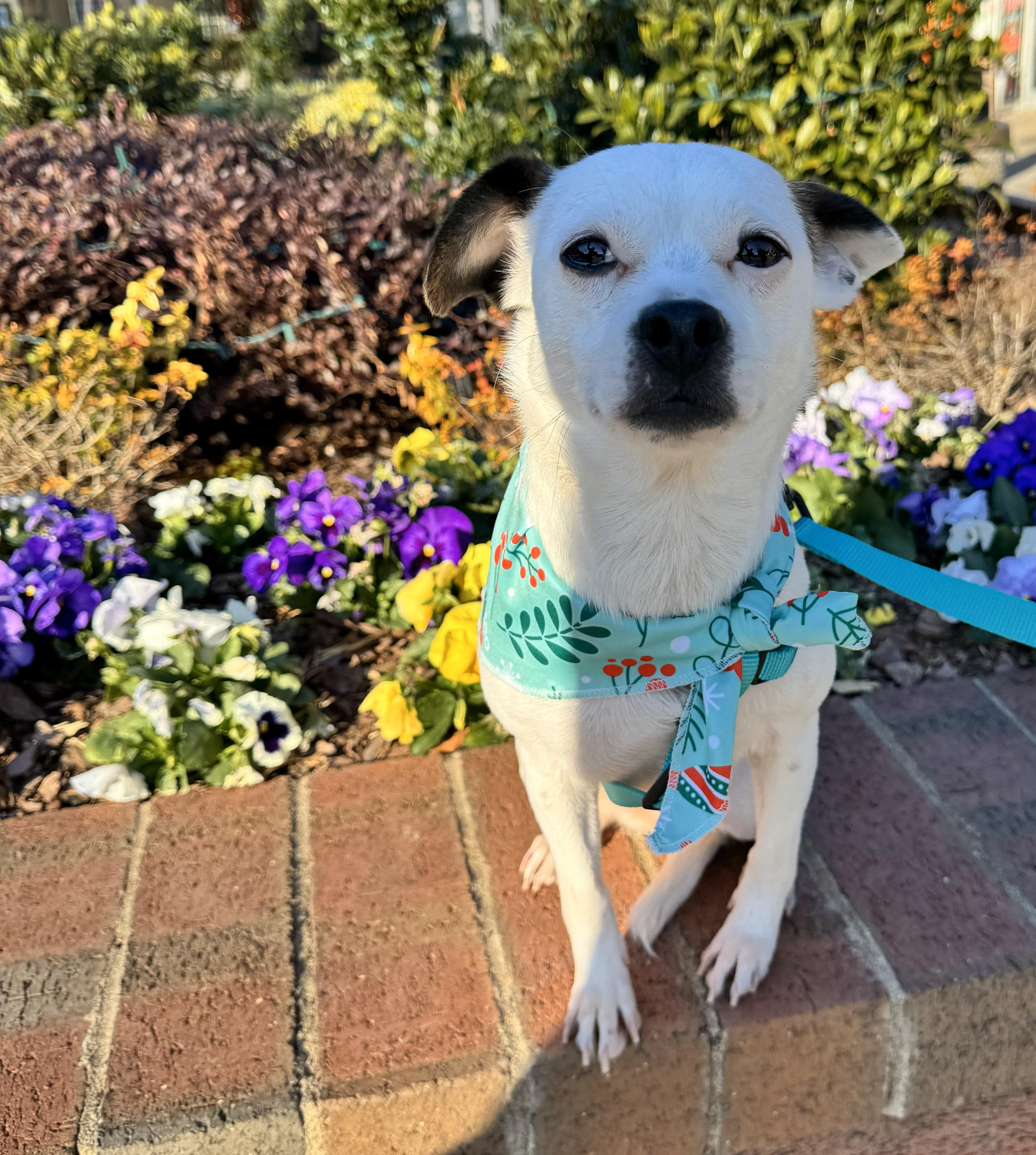 Ivey And Toretto thumbnail 3