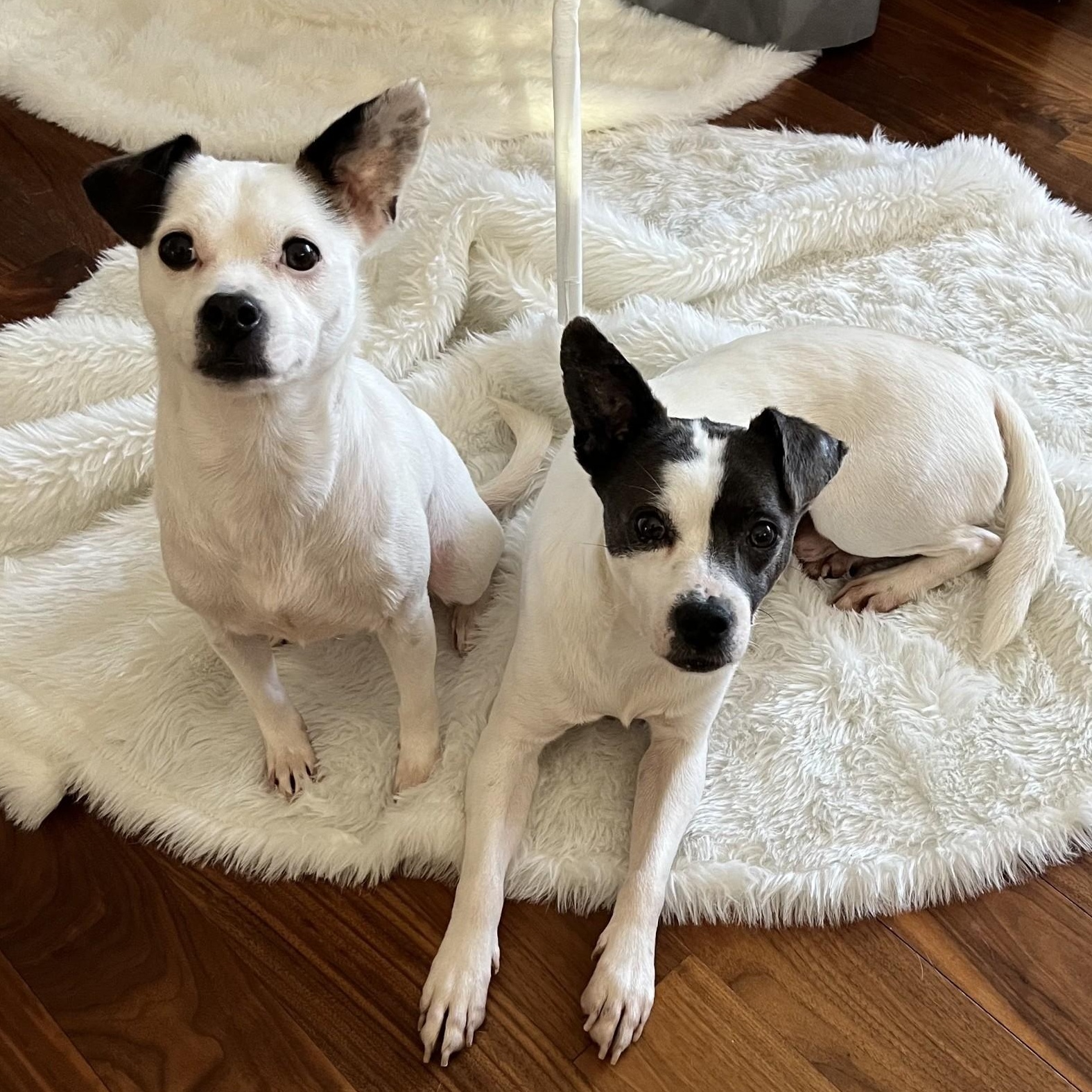 Ivey And Toretto thumbnail 4