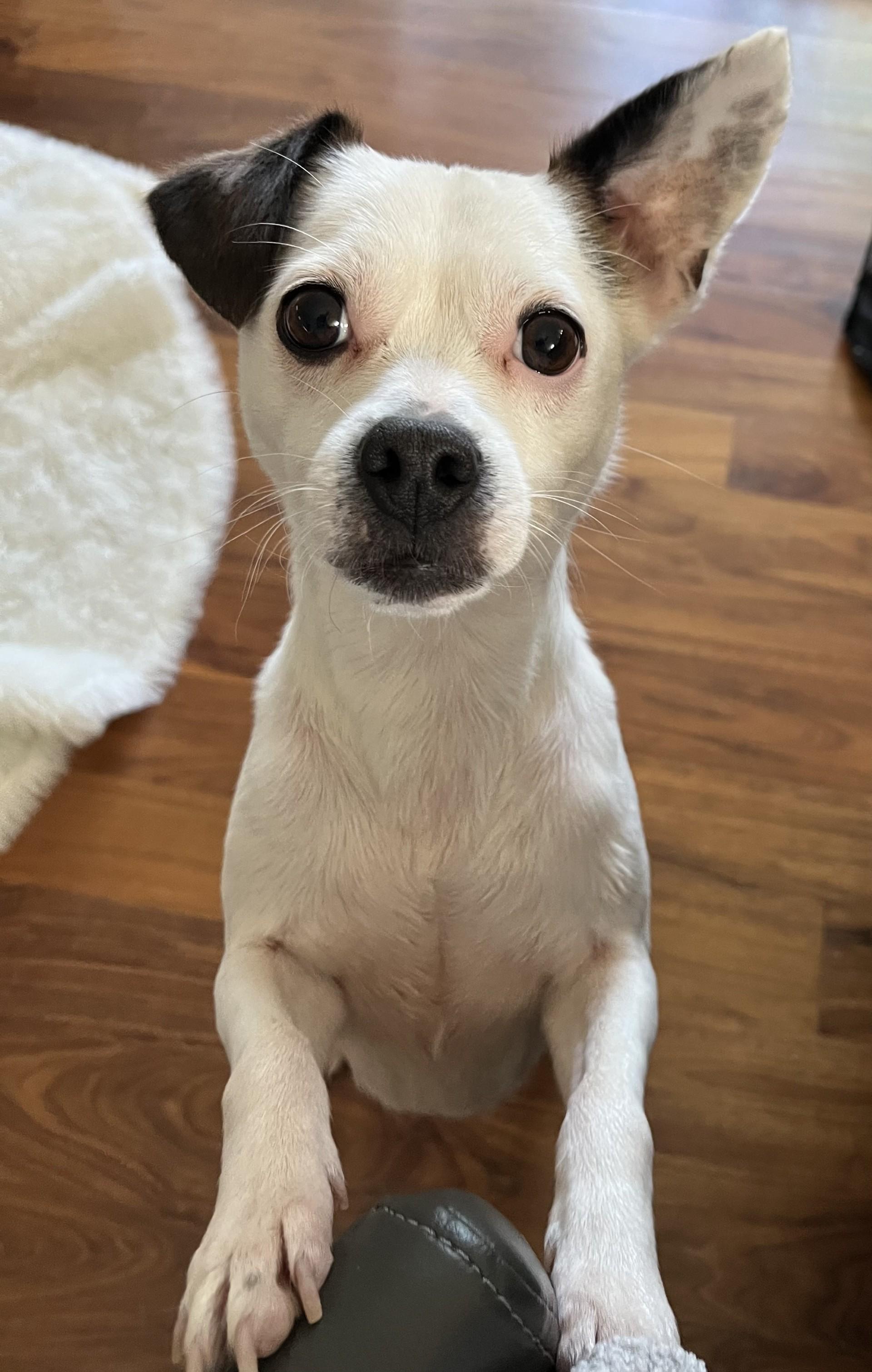 Ivey And Toretto thumbnail 5