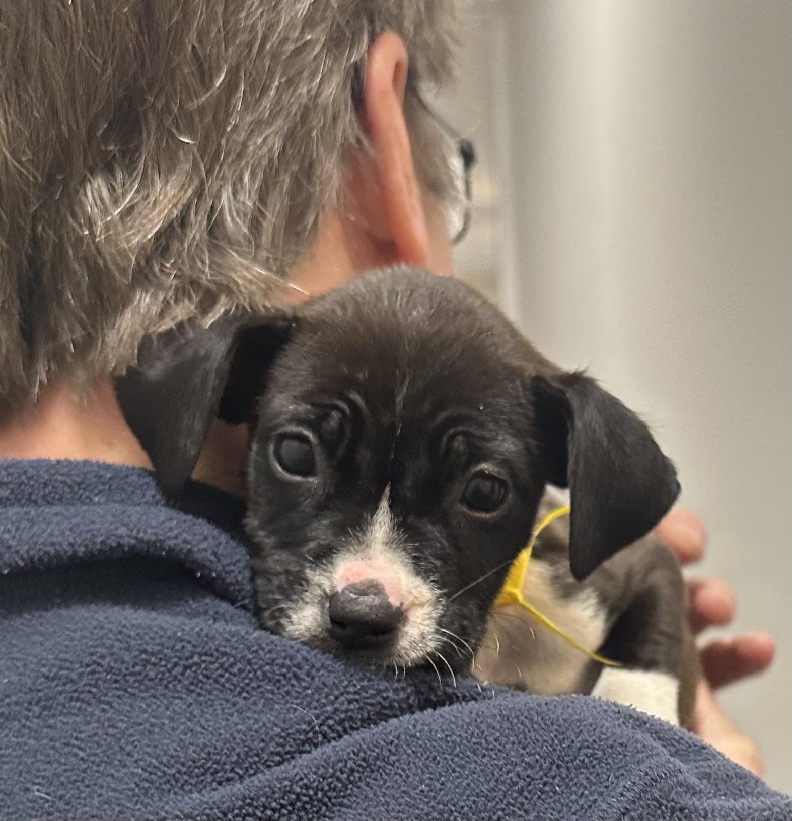 Marisol, adopted, Puppy Female Labrador Retriever & Boxer.