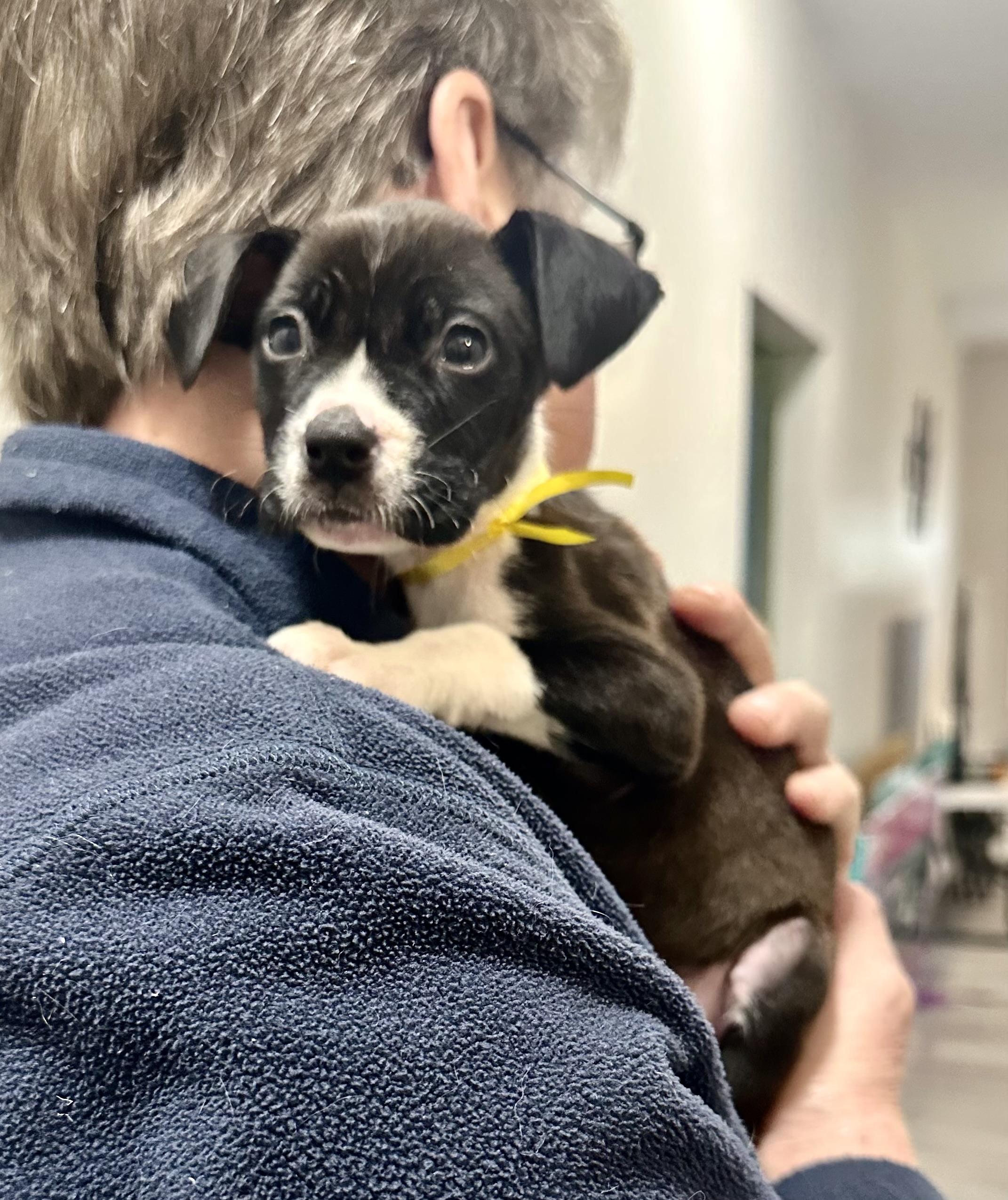 Enlarge Marisol, an adopted mixed breed in Little Rock, AR image 2/6