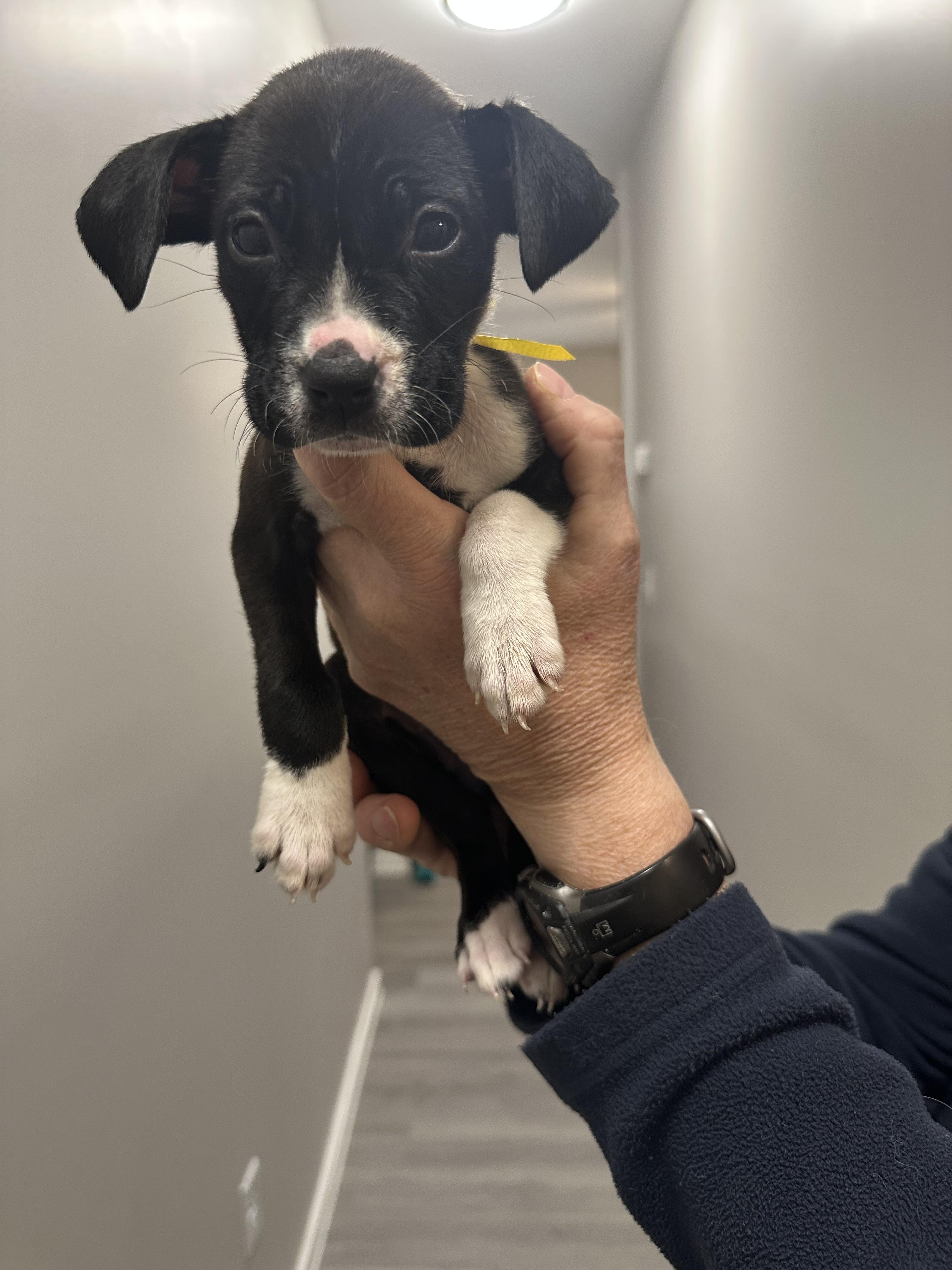 Enlarge Marisol, an adopted mixed breed in Little Rock, AR image 3/6