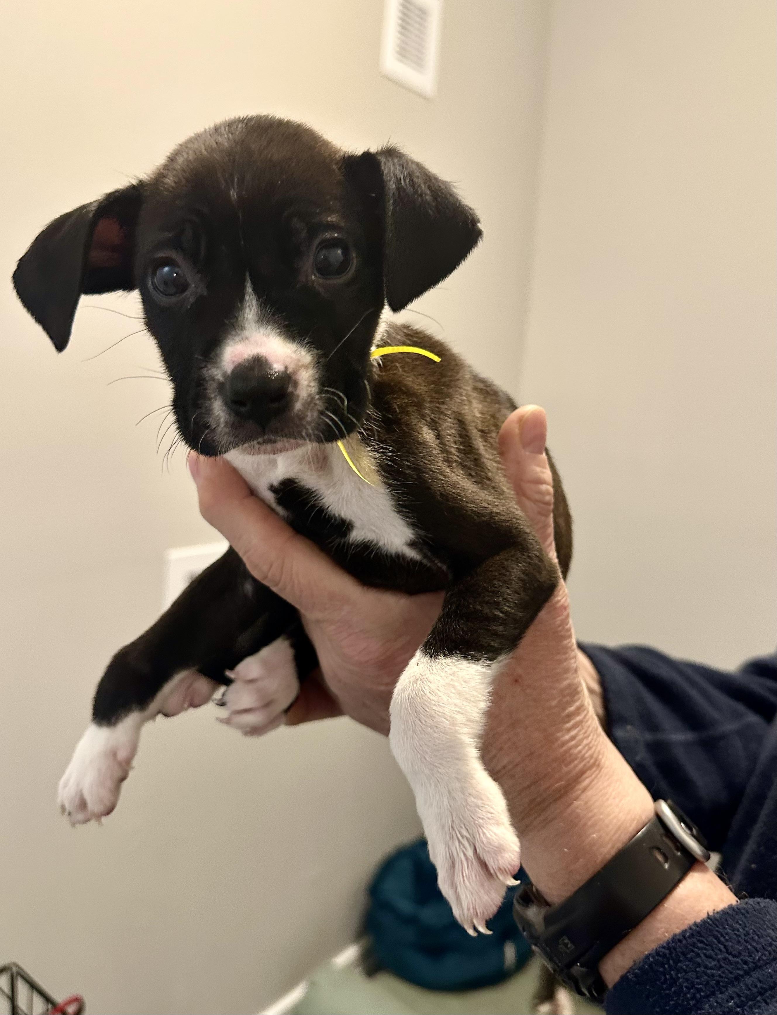 Enlarge Marisol, an adopted mixed breed in Little Rock, AR image 4/6