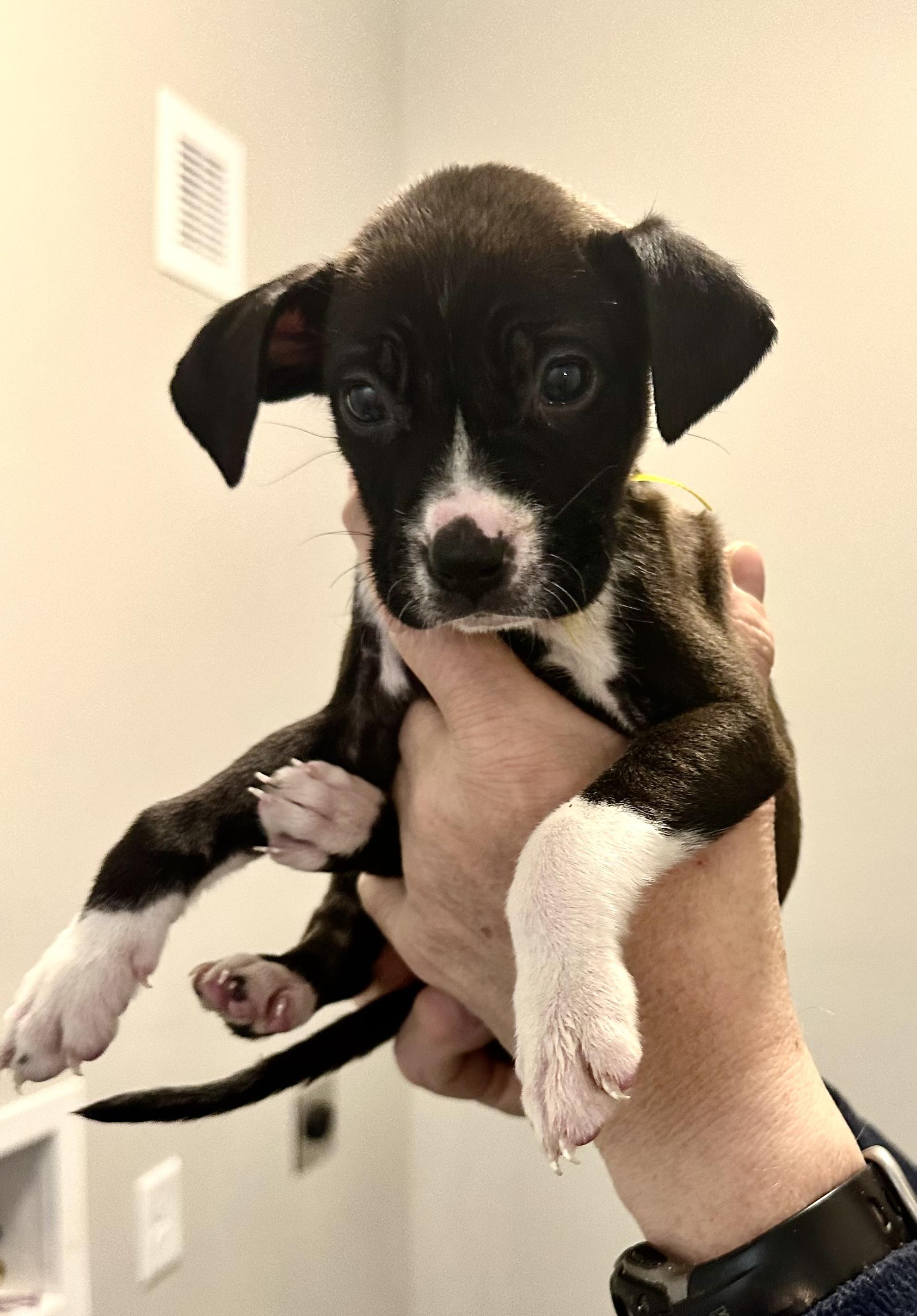 Enlarge Marisol, an adopted mixed breed in Little Rock, AR image 5/6