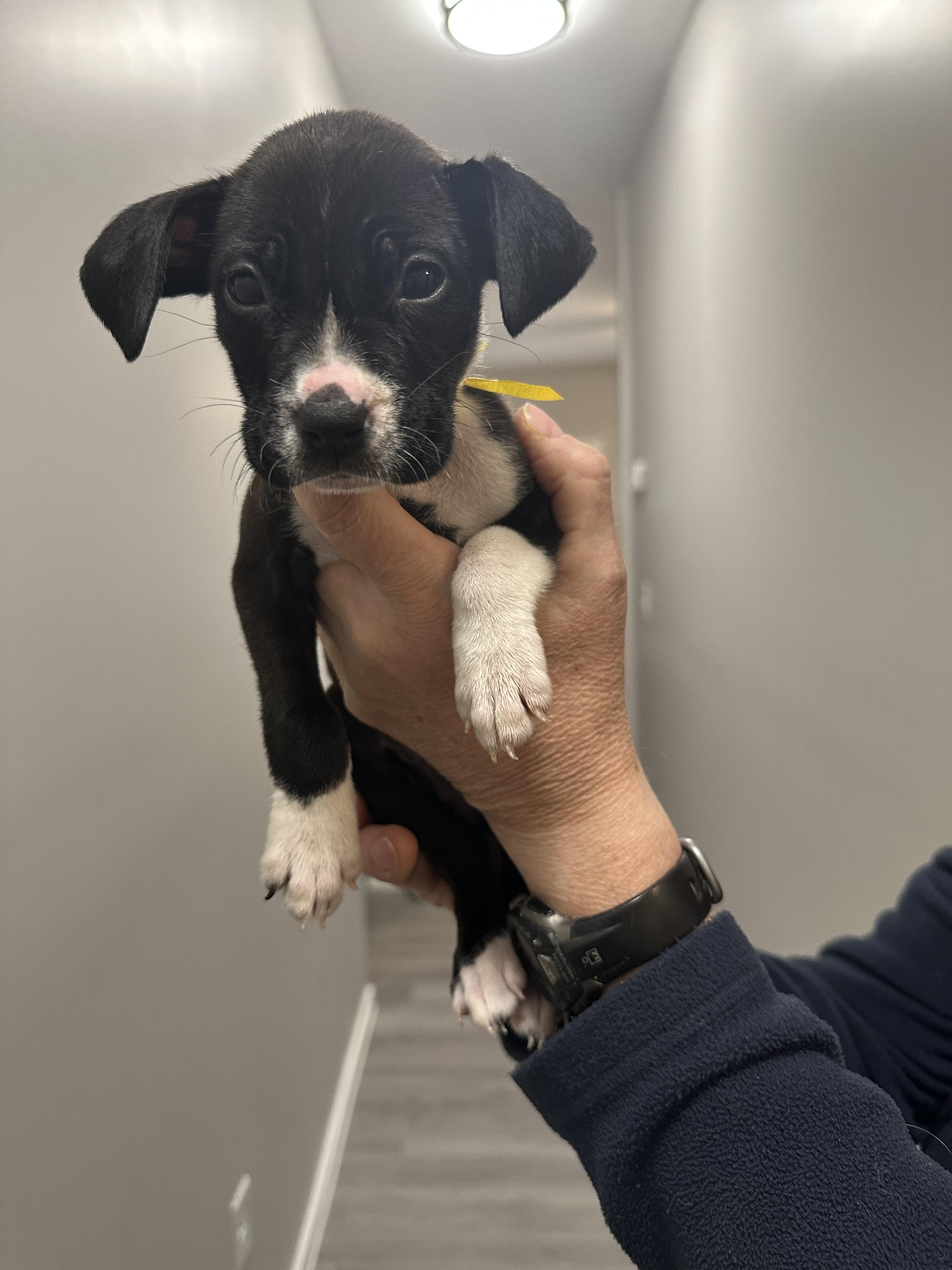 Enlarge Marisol, an adopted mixed breed in Little Rock, AR image 6/6