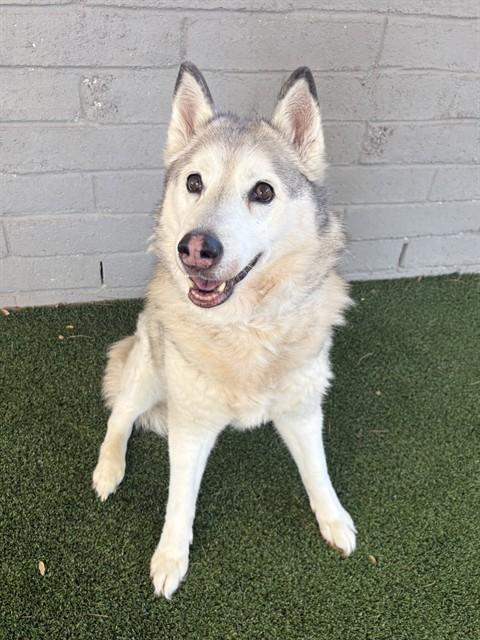 MIA, Adoptable, Senior Female Siberian Husky.