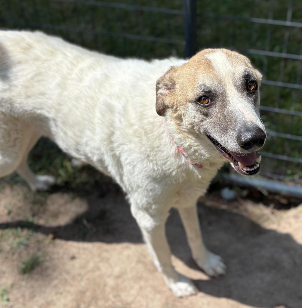 Lady, Adoptable, Adult Female Irish Wolfhound & Shepherd.