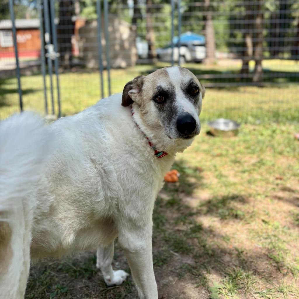 Enlarge Lady, a Adoptable mixed breed in Thompson Falls, MT image 2/4