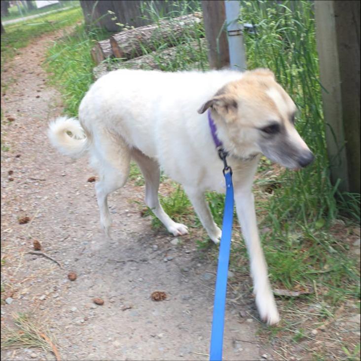 Enlarge Lady, a Adoptable mixed breed in Thompson Falls, MT image 3/4