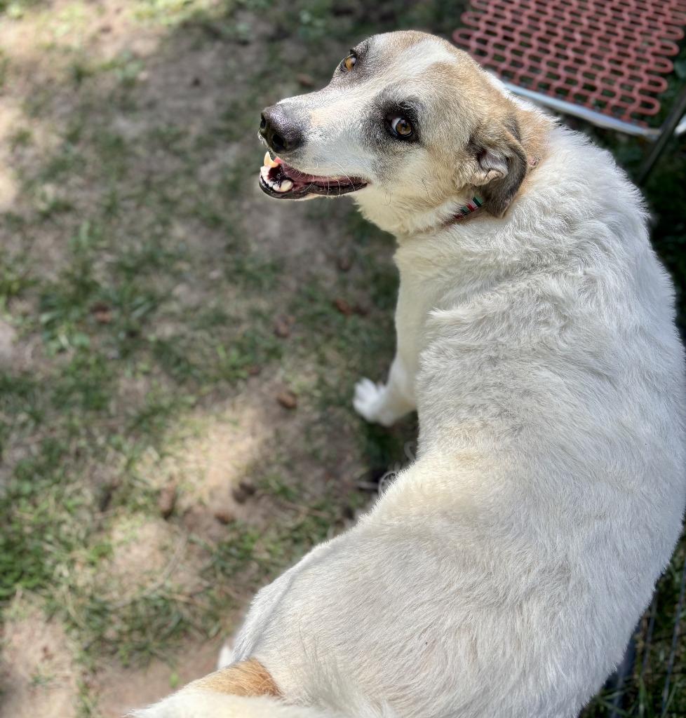 Enlarge Lady, a Adoptable mixed breed in Thompson Falls, MT image 4/4