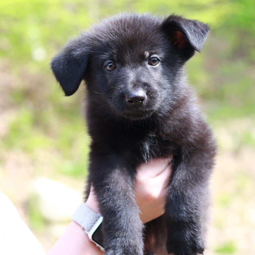 CT Zion avail May 16 (Tractor Supply- Putnam, CT), Adoptable, Puppy Male Shepherd & Mixed Breed.