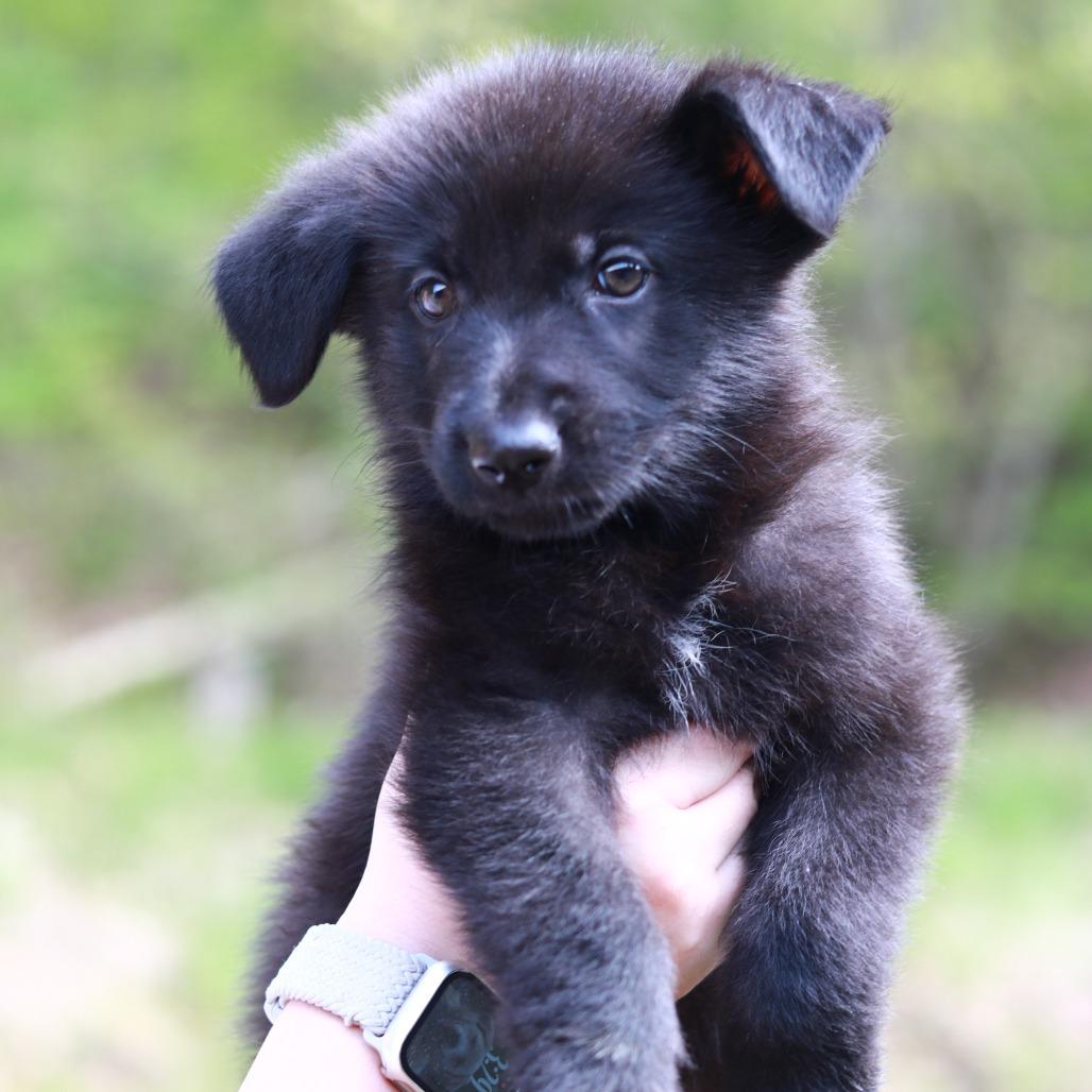 Enlarge CT Zion avail May 16 (Tractor Supply- Putnam, CT), a Adoptable mixed breed in Stormville, NY image 2/4