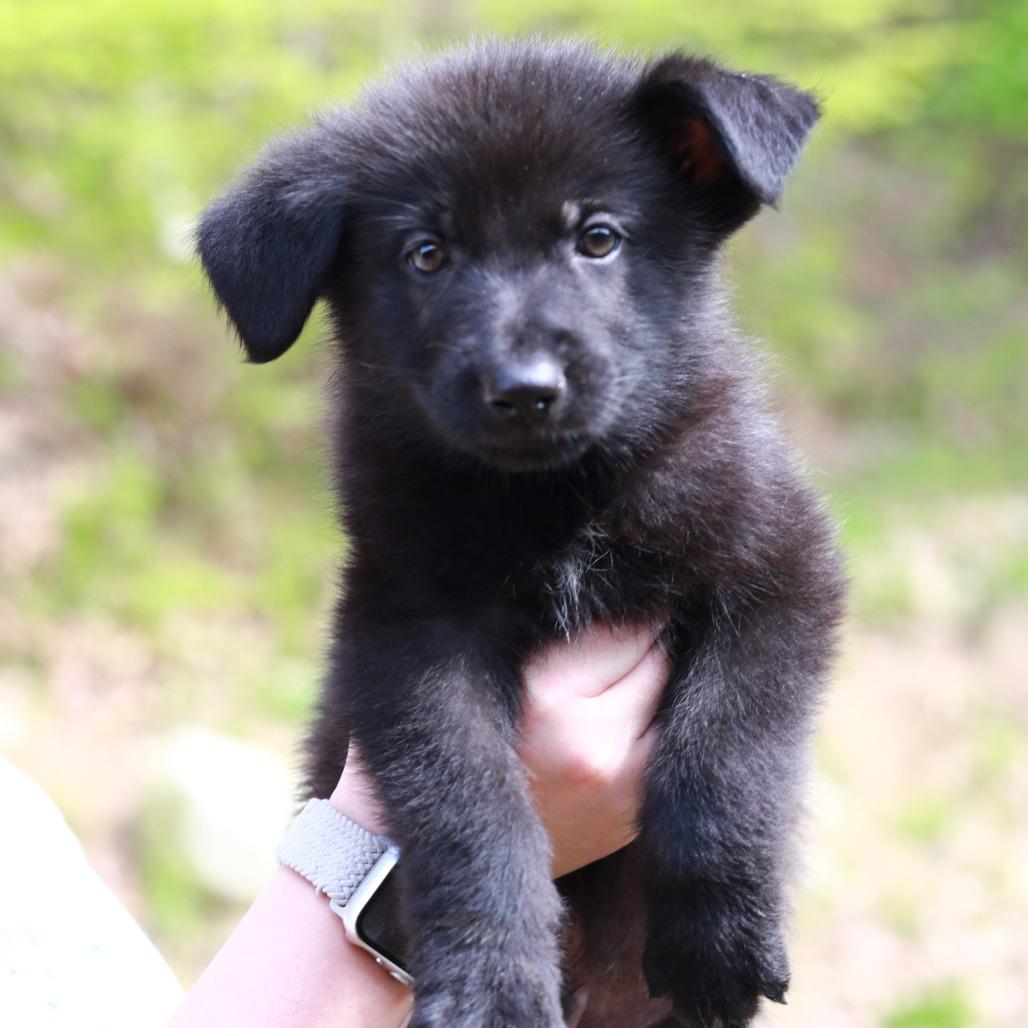 Enlarge CT Zion avail May 16 (Tractor Supply- Putnam, CT), a Adoptable mixed breed in Stormville, NY image 3/4