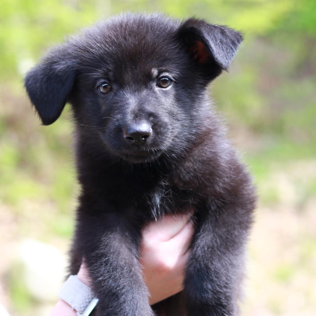 Enlarge CT Zion avail May 16 (Tractor Supply- Putnam, CT), a Adoptable mixed breed in Stormville, NY image 4/4