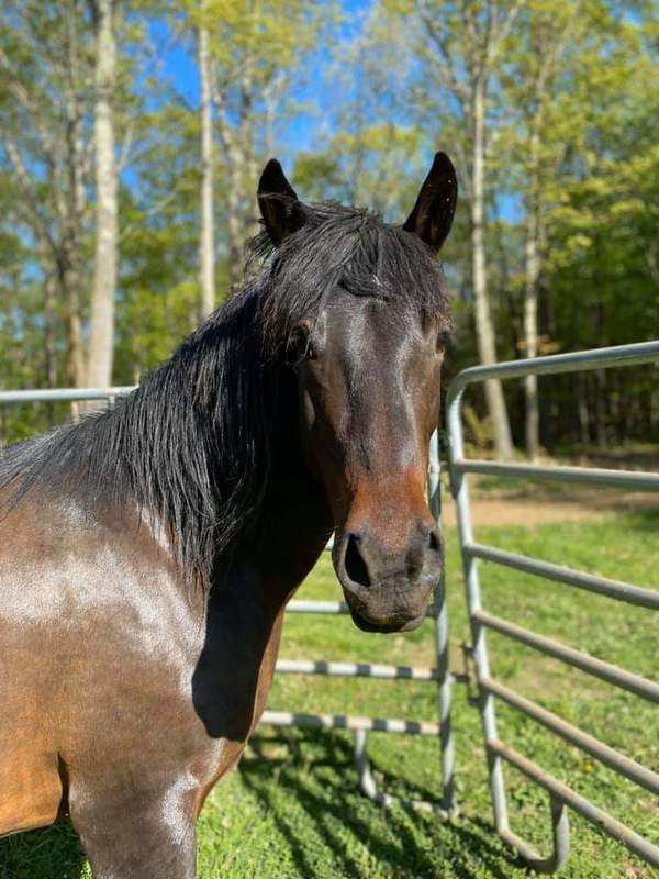 Godiva - Companion, Adoptable, Adult Female Mustang.