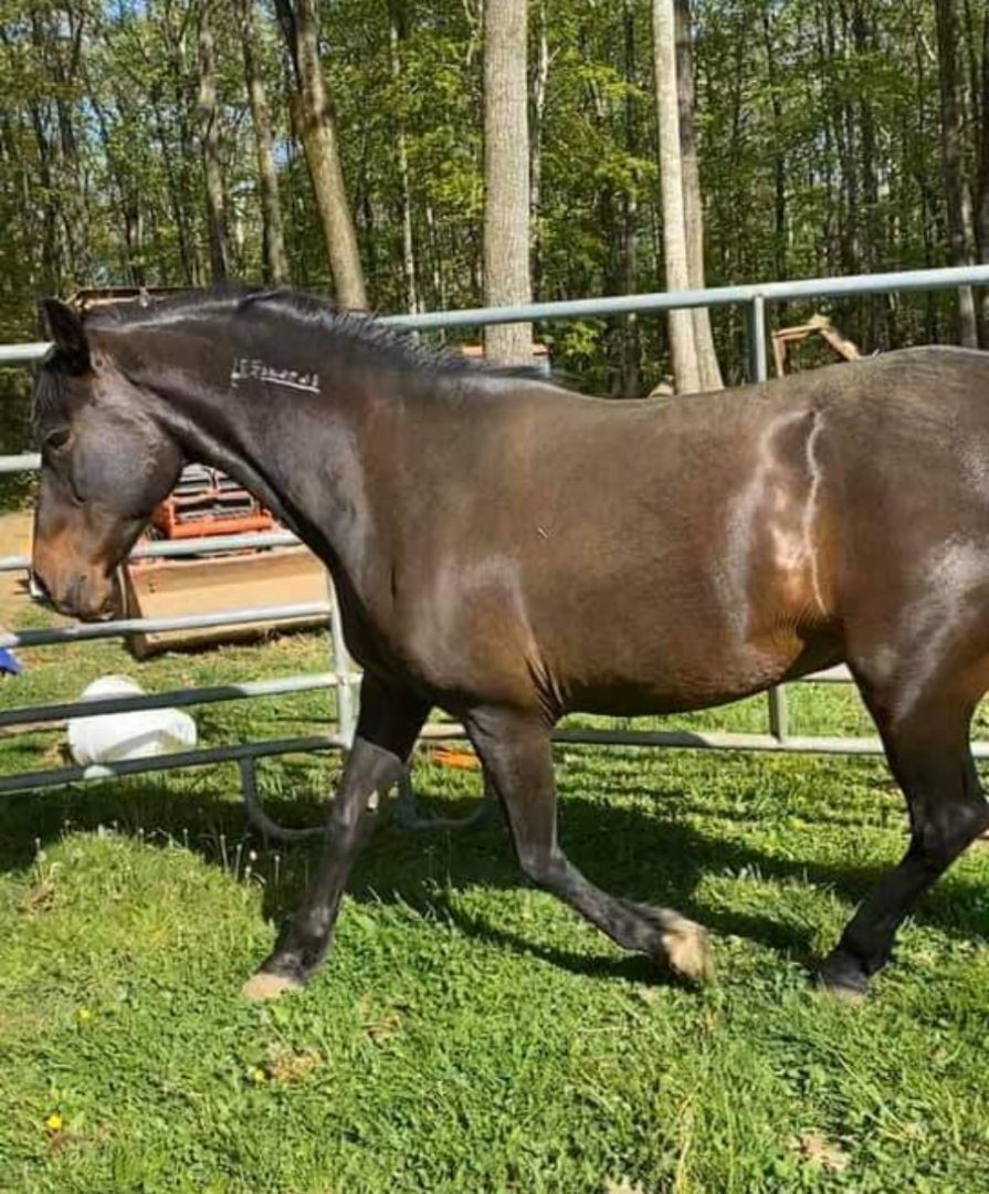 Enlarge Godiva - Companion, a Adoptable Mustang in Huntington, WV image 2/12