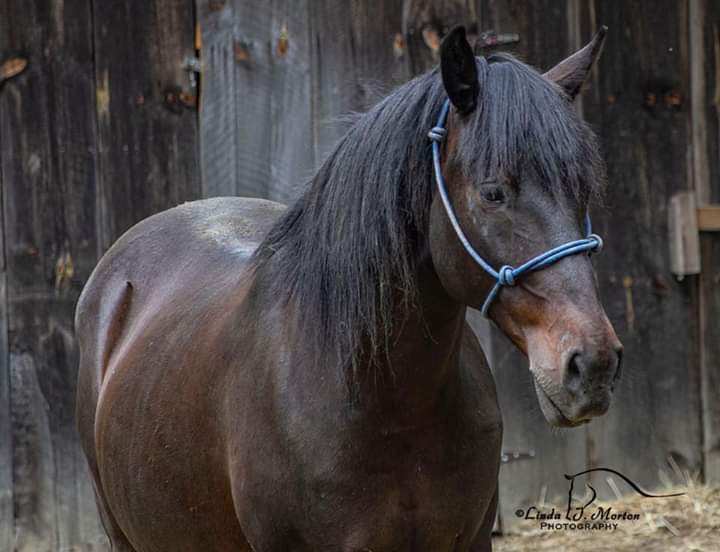 Enlarge Godiva - Companion, a Adoptable Mustang in Huntington, WV image 3/12