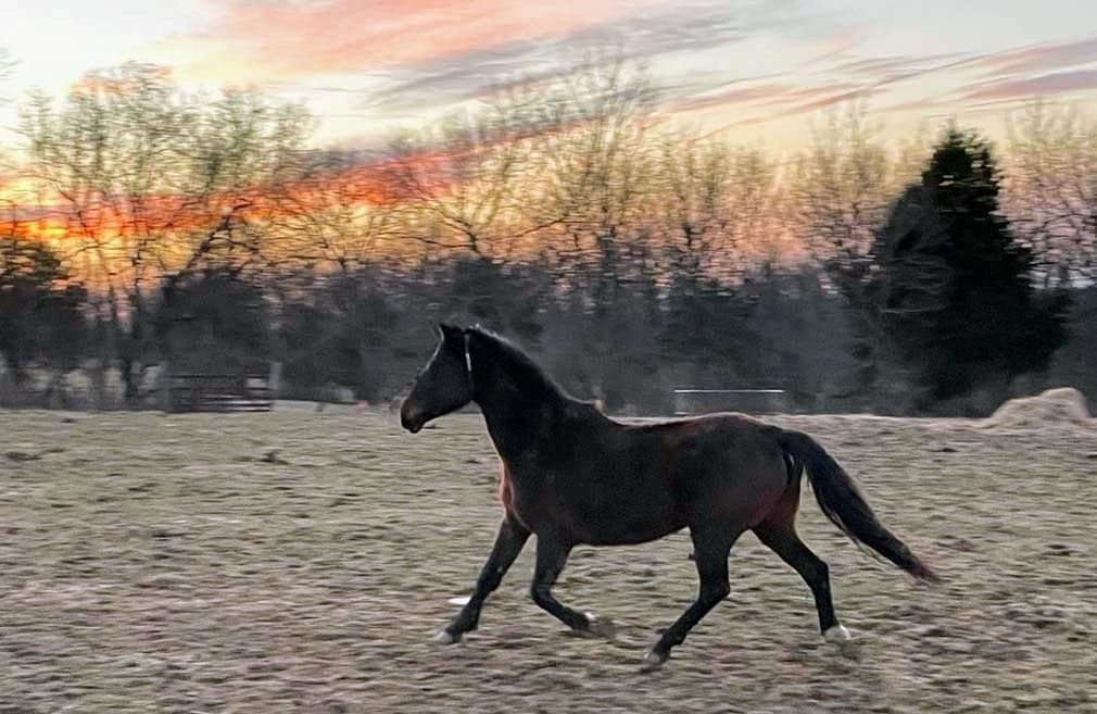 Enlarge Godiva - Companion, a Adoptable Mustang in Huntington, WV image 5/12