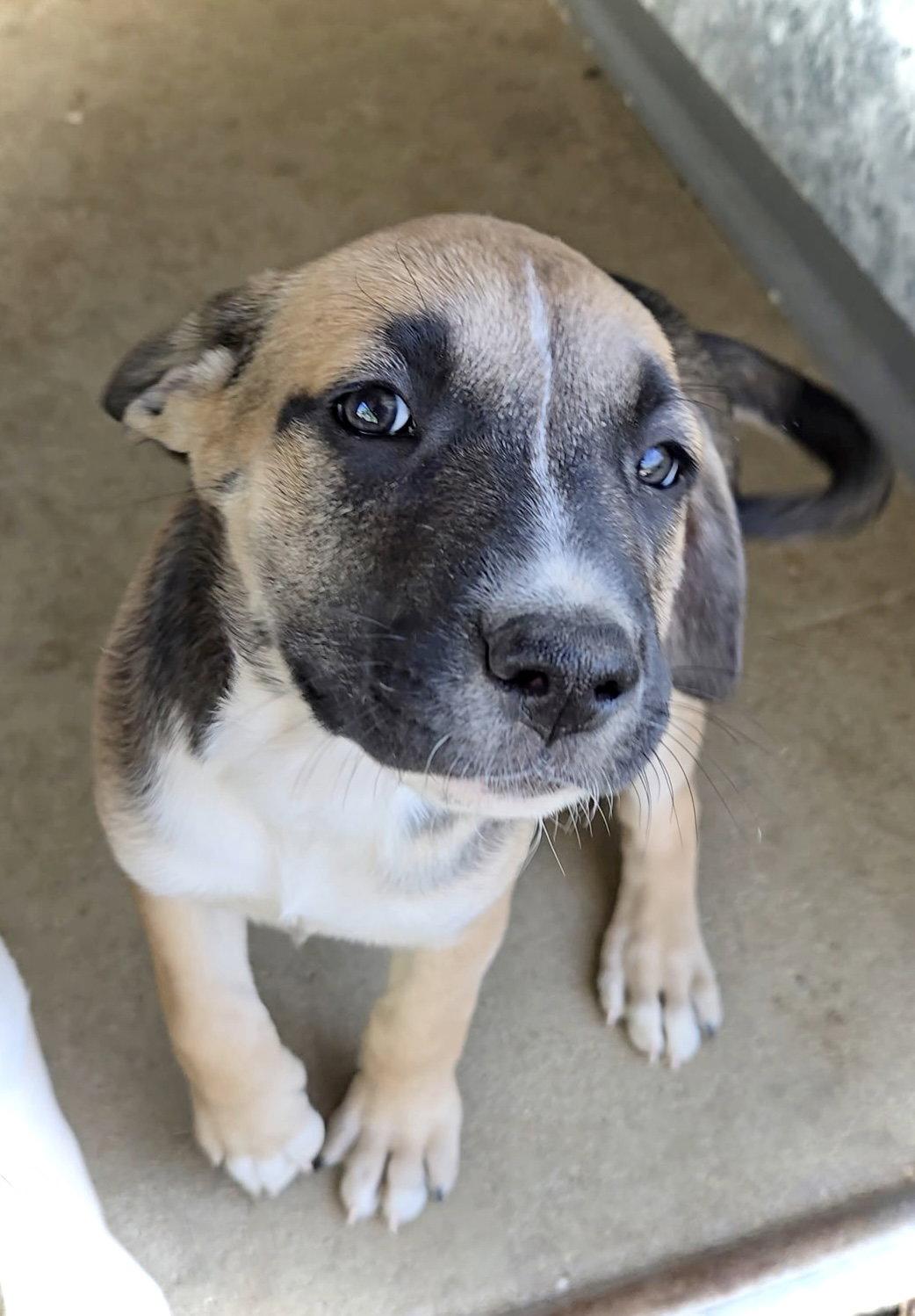 Saffron, Adopted, Puppy Female Pit Bull Terrier & Australian Shepherd.