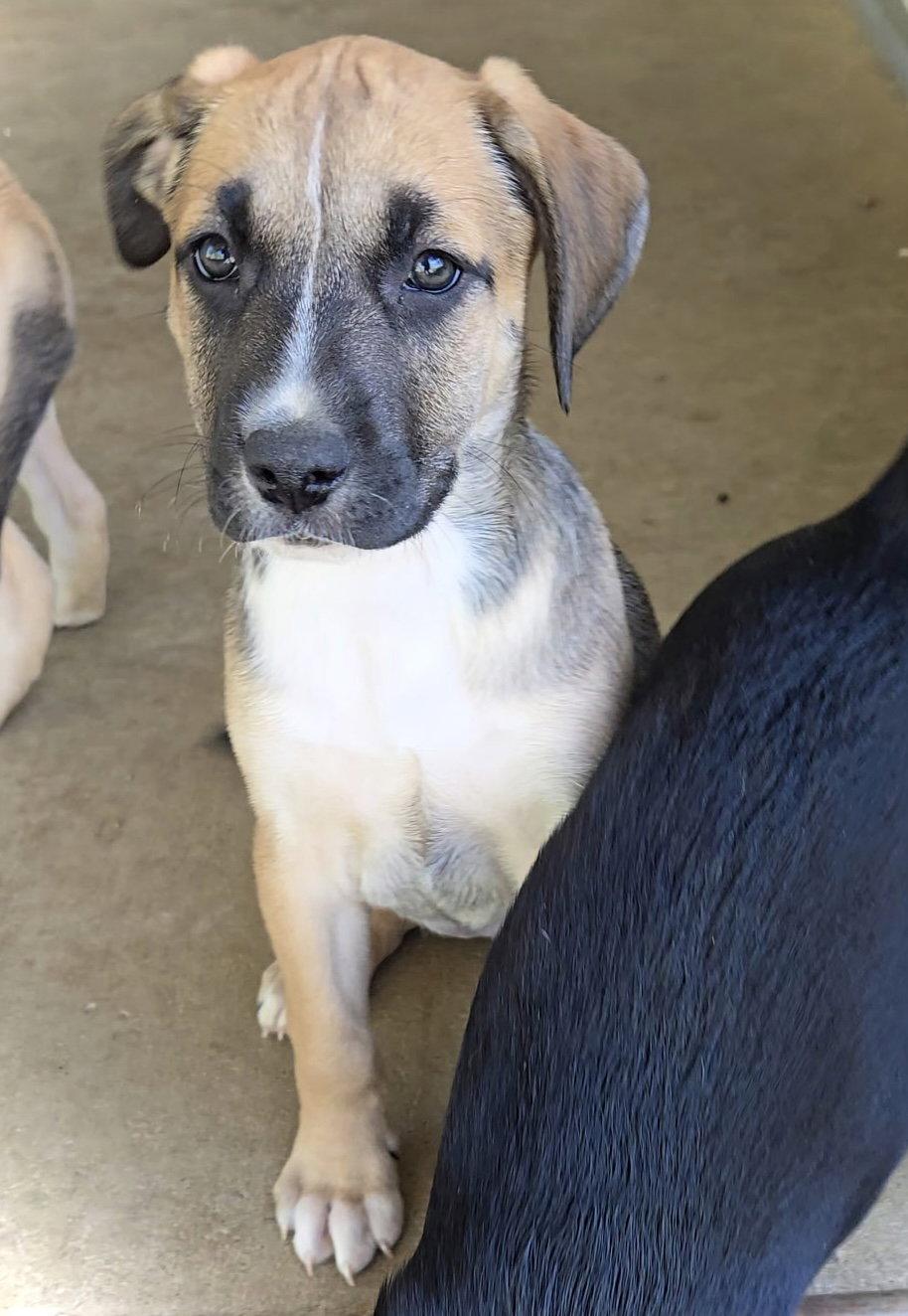 Enlarge Saffron, a Adopted mixed breed in Estherville, IA image 2/3