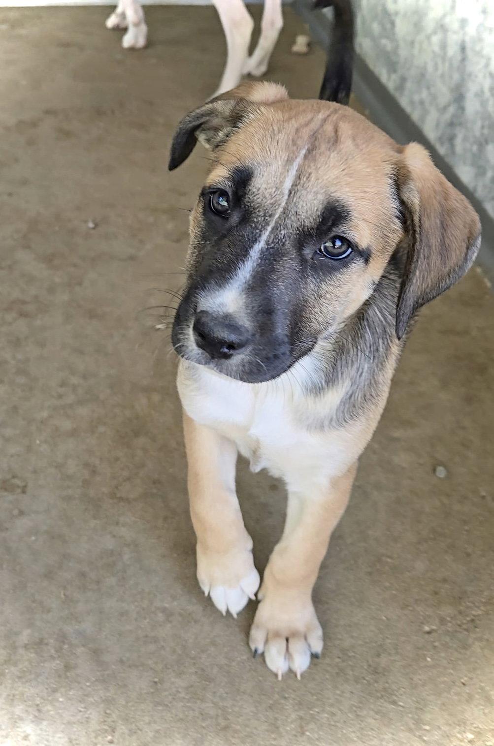 Enlarge Saffron, a Adopted mixed breed in Estherville, IA image 3/3
