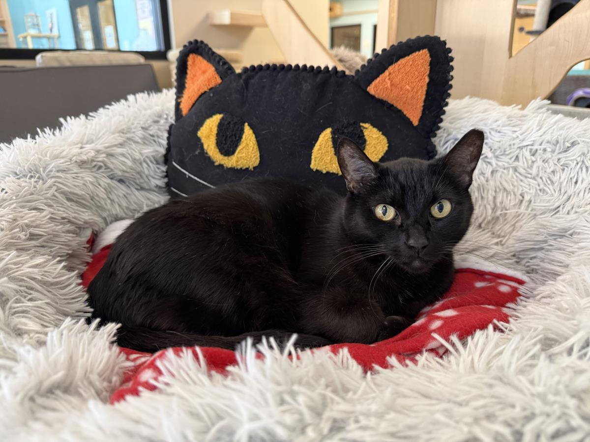 Enlarge Rei June, a Adoptable Domestic Short Hair in Chandler, AZ image 1/3