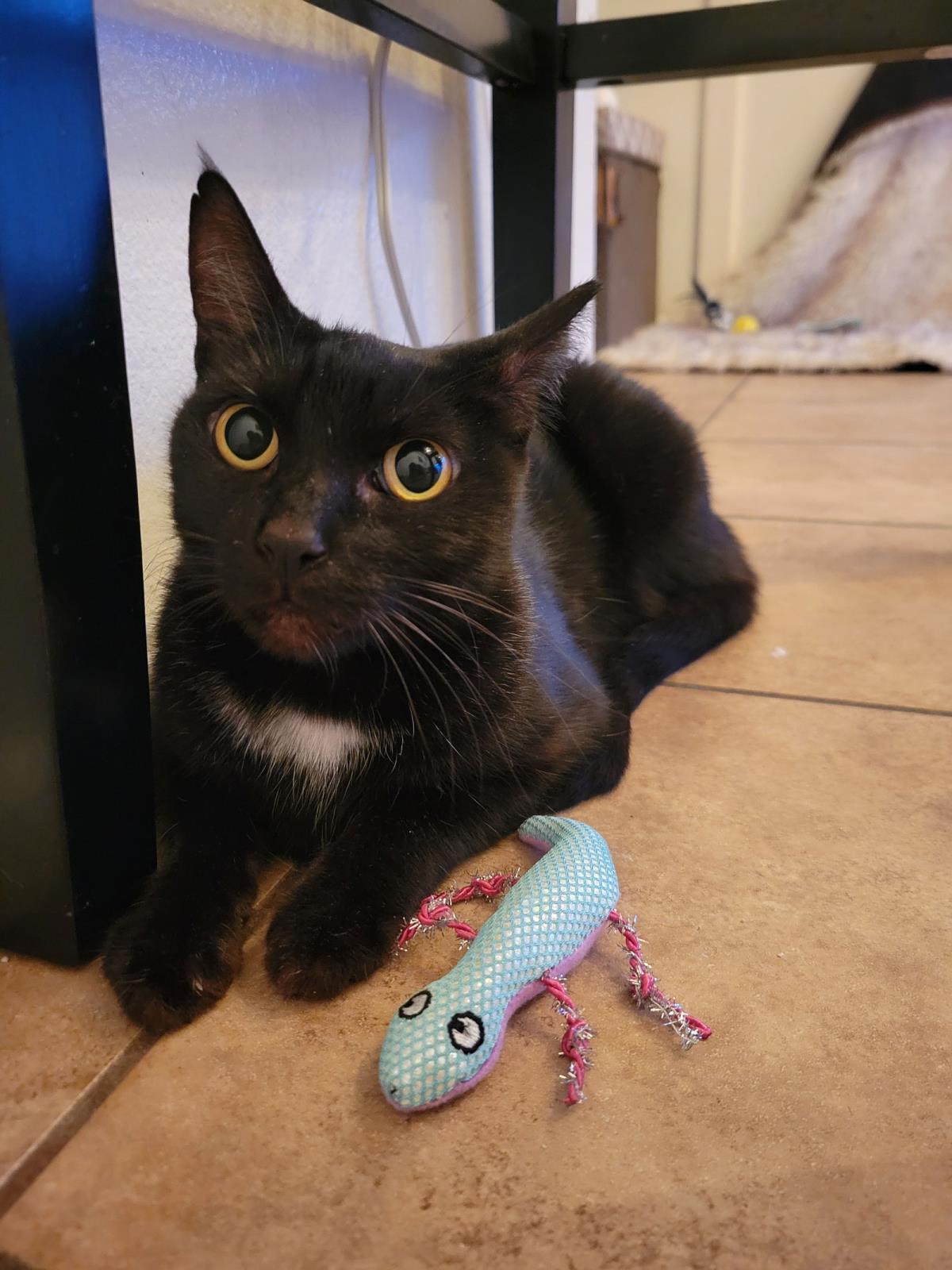 Enlarge Rei June, a Adoptable Domestic Short Hair in Chandler, AZ image 2/3