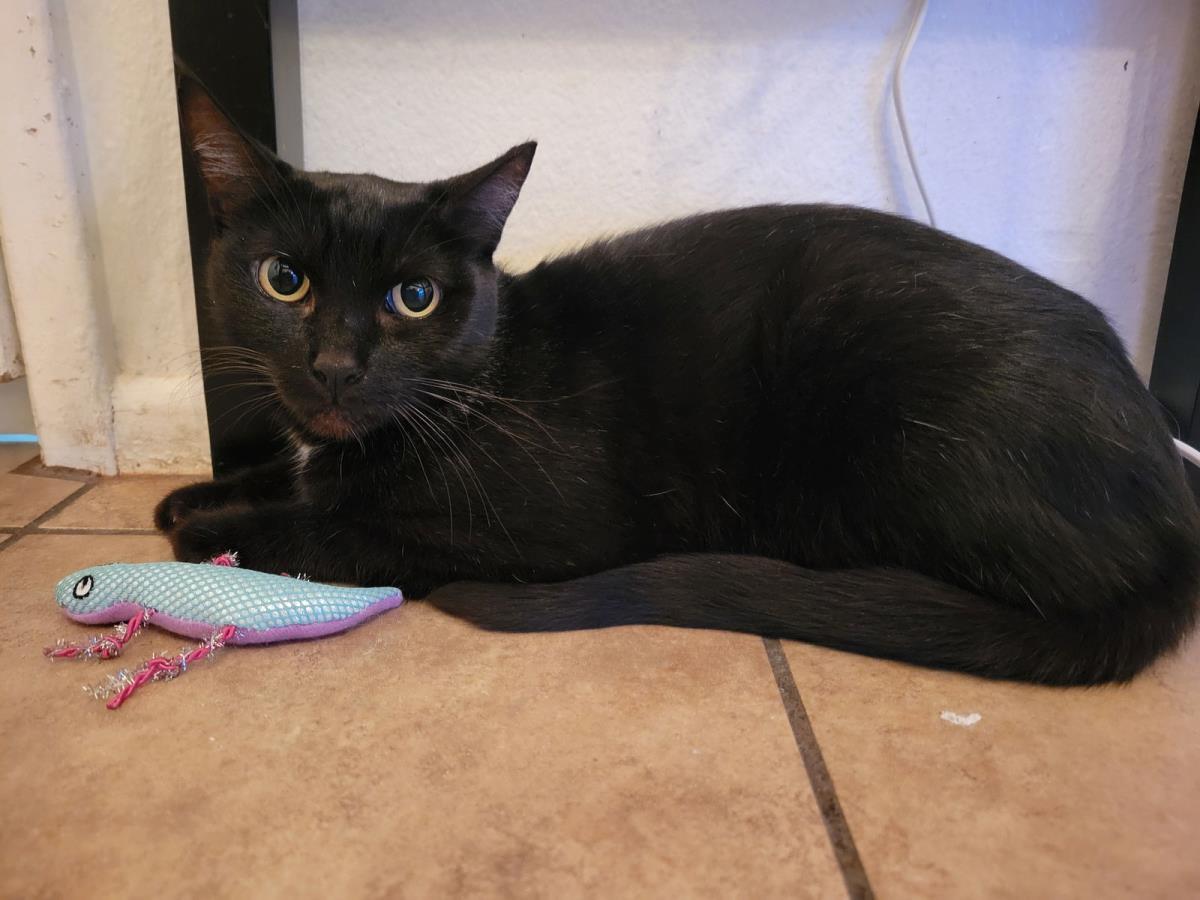 Enlarge Rei June, a Adoptable Domestic Short Hair in Chandler, AZ image 3/3