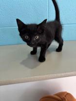 Candy Corn, Adoptable, Kitten Female Domestic Short Hair.