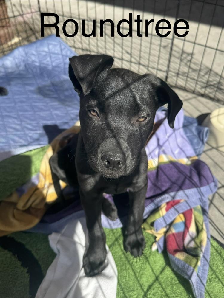 Enlarge Roundtree, a Adoptable mixed breed in Colorado Springs, CO image 1/6