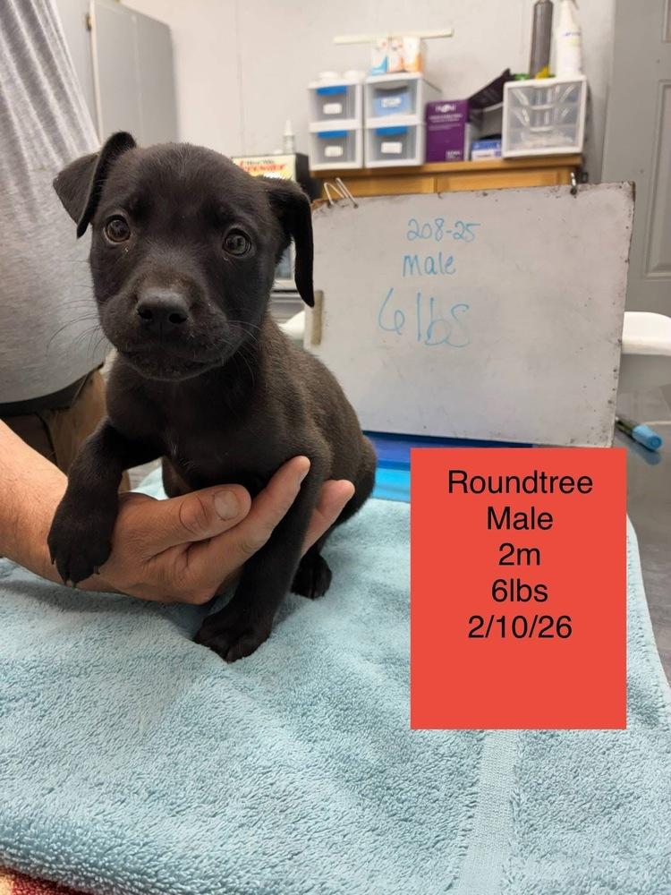 Enlarge Roundtree, a Adoptable mixed breed in Colorado Springs, CO image 3/6