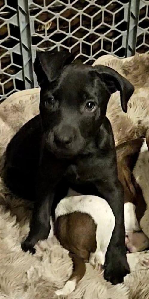 Enlarge Roundtree, a Adoptable mixed breed in Colorado Springs, CO image 4/6