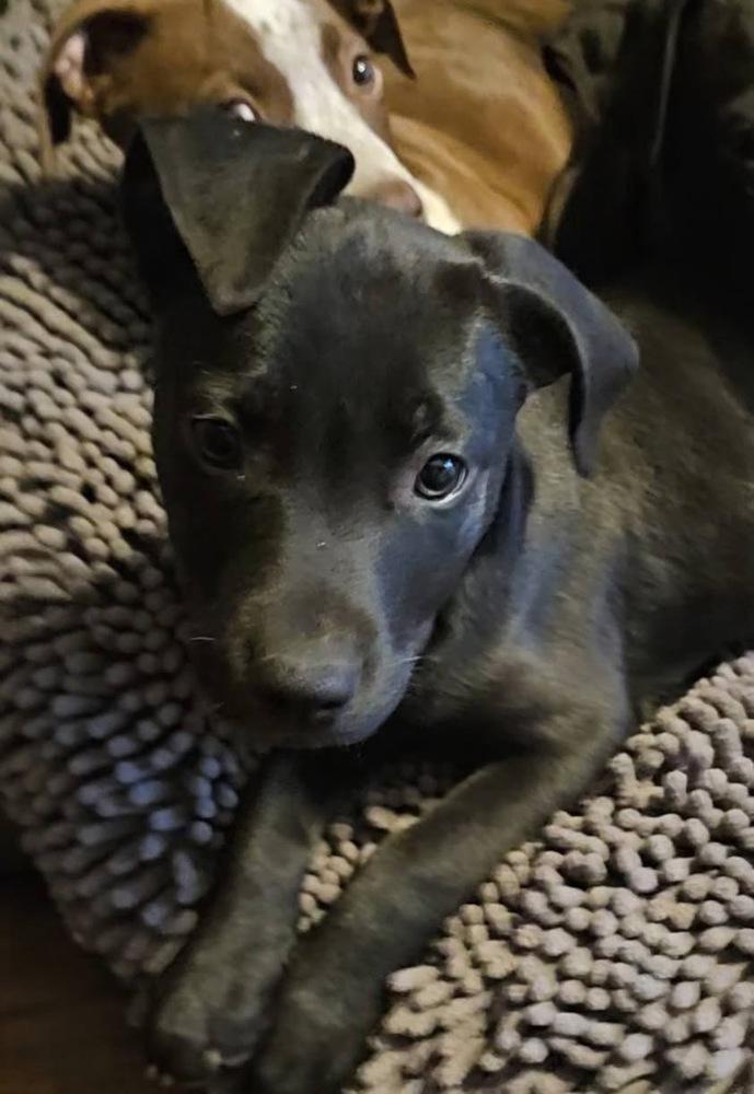 Enlarge Roundtree, a Adoptable mixed breed in Colorado Springs, CO image 5/6