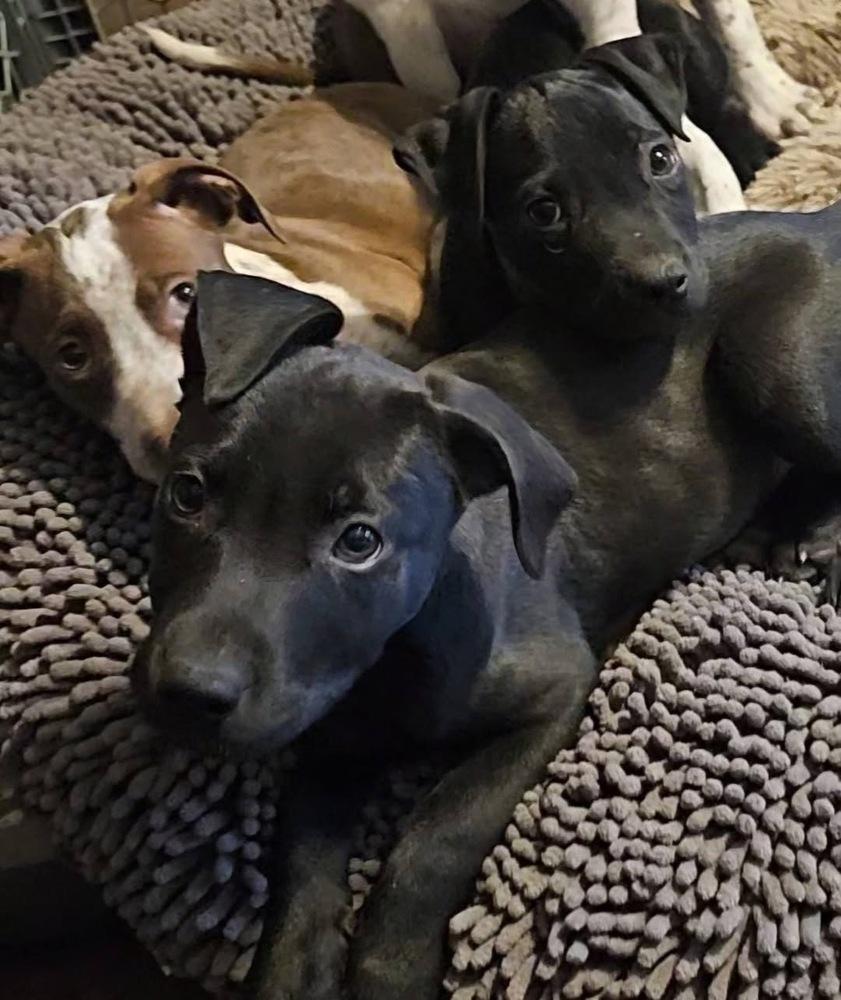 Enlarge Roundtree, a Adoptable mixed breed in Colorado Springs, CO image 6/6