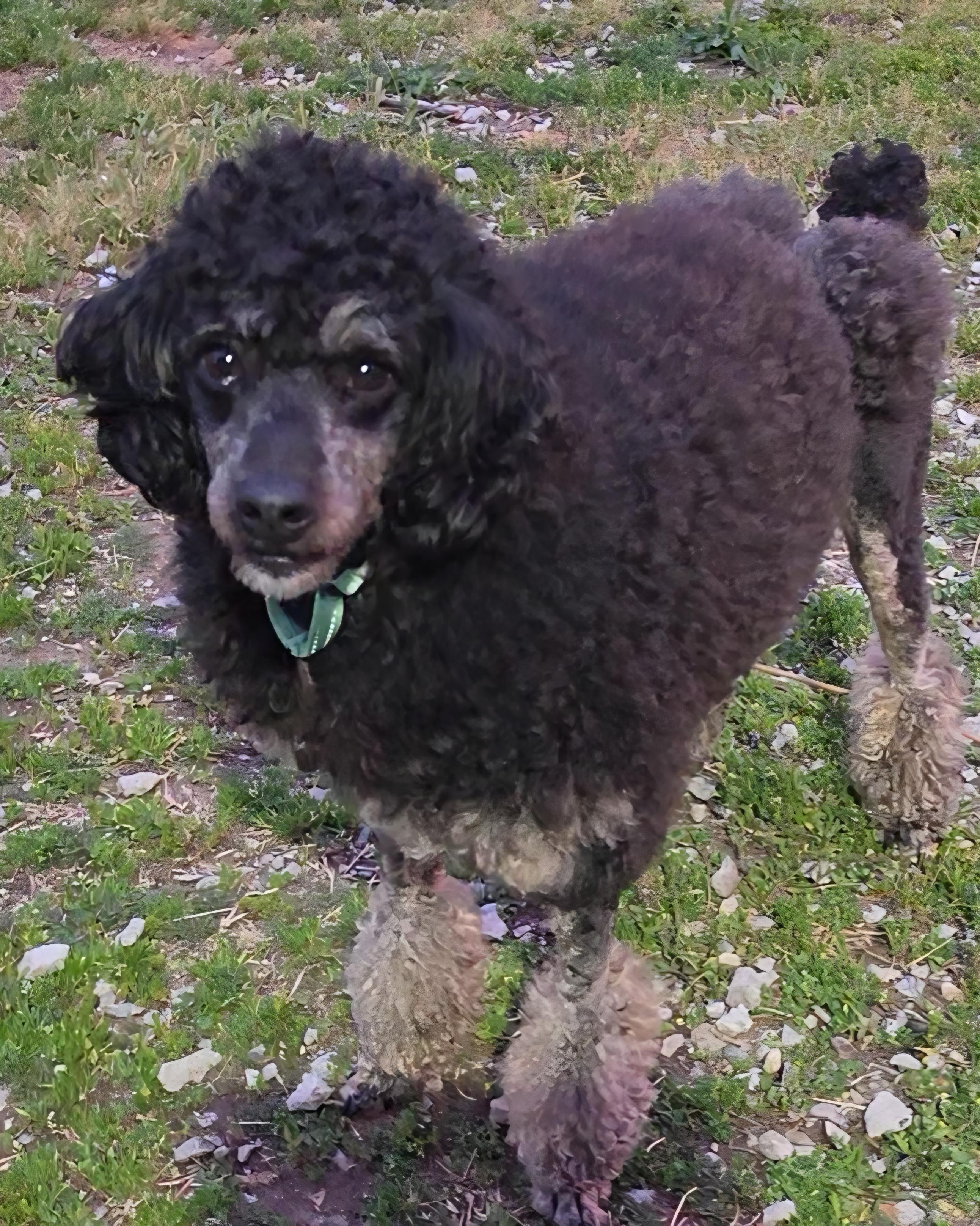 Enlarge Francesco, a ADOPTABLE Miniature Poodle in LaGrange, IN image 6/6