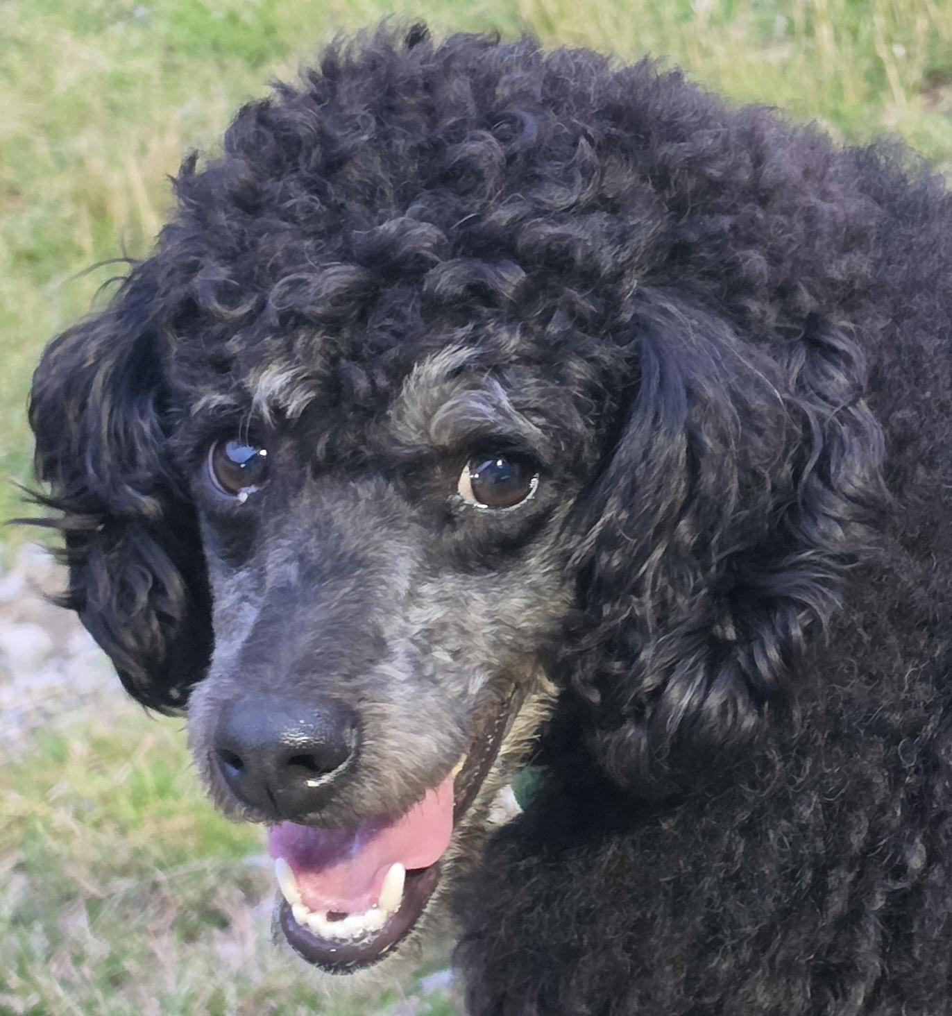 Enlarge Francesco, a ADOPTABLE Miniature Poodle in LaGrange, IN image 4/6